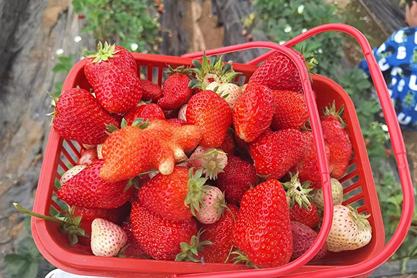 Der unterhaltsame Tag von Qingdao Star Machine auf den Strawberry Fields